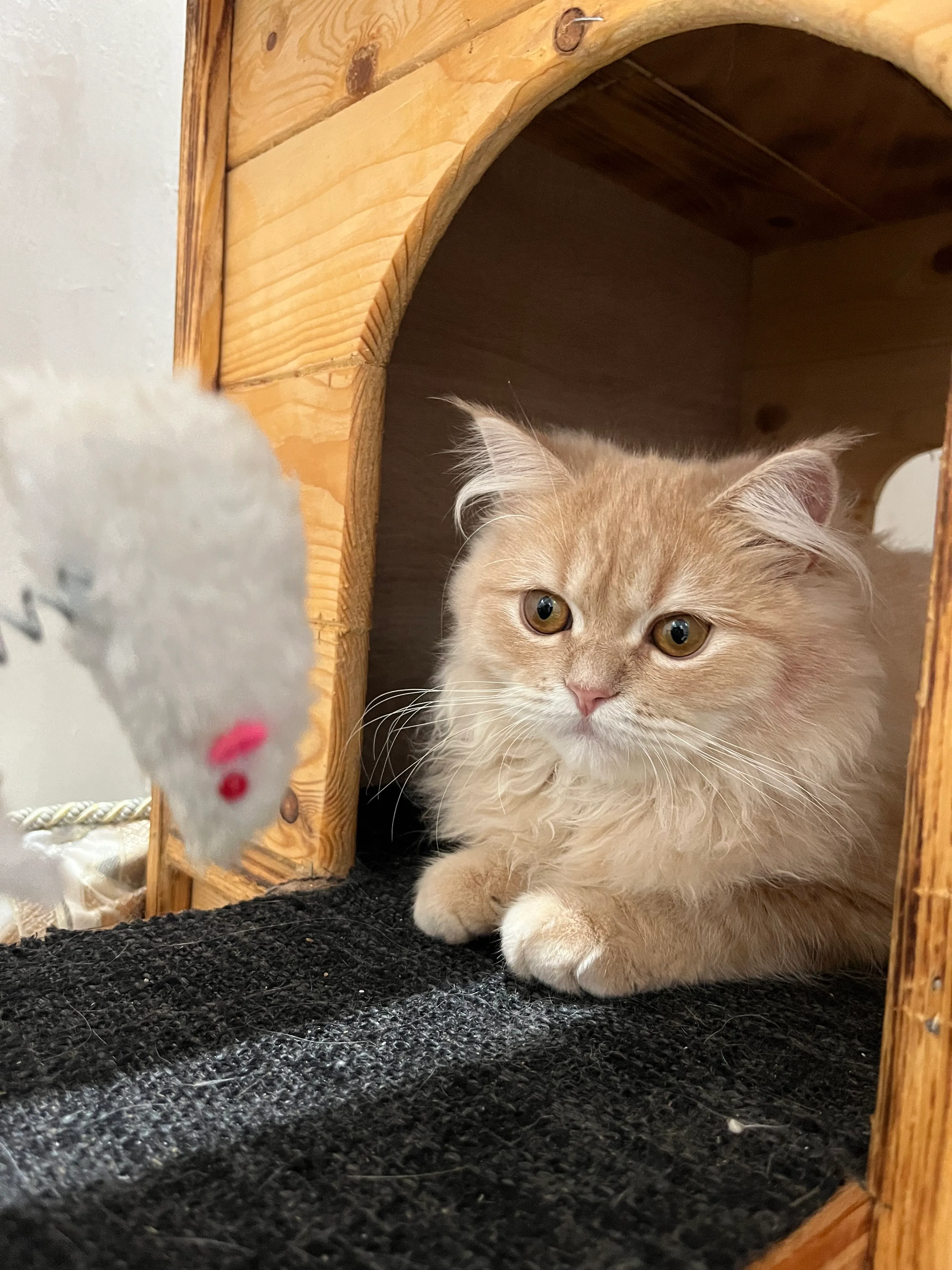Chat qui joue
