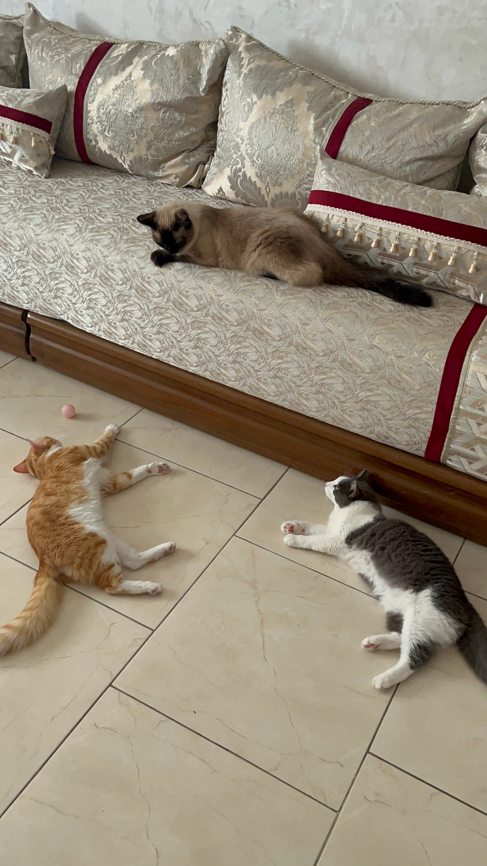 Chat endormi