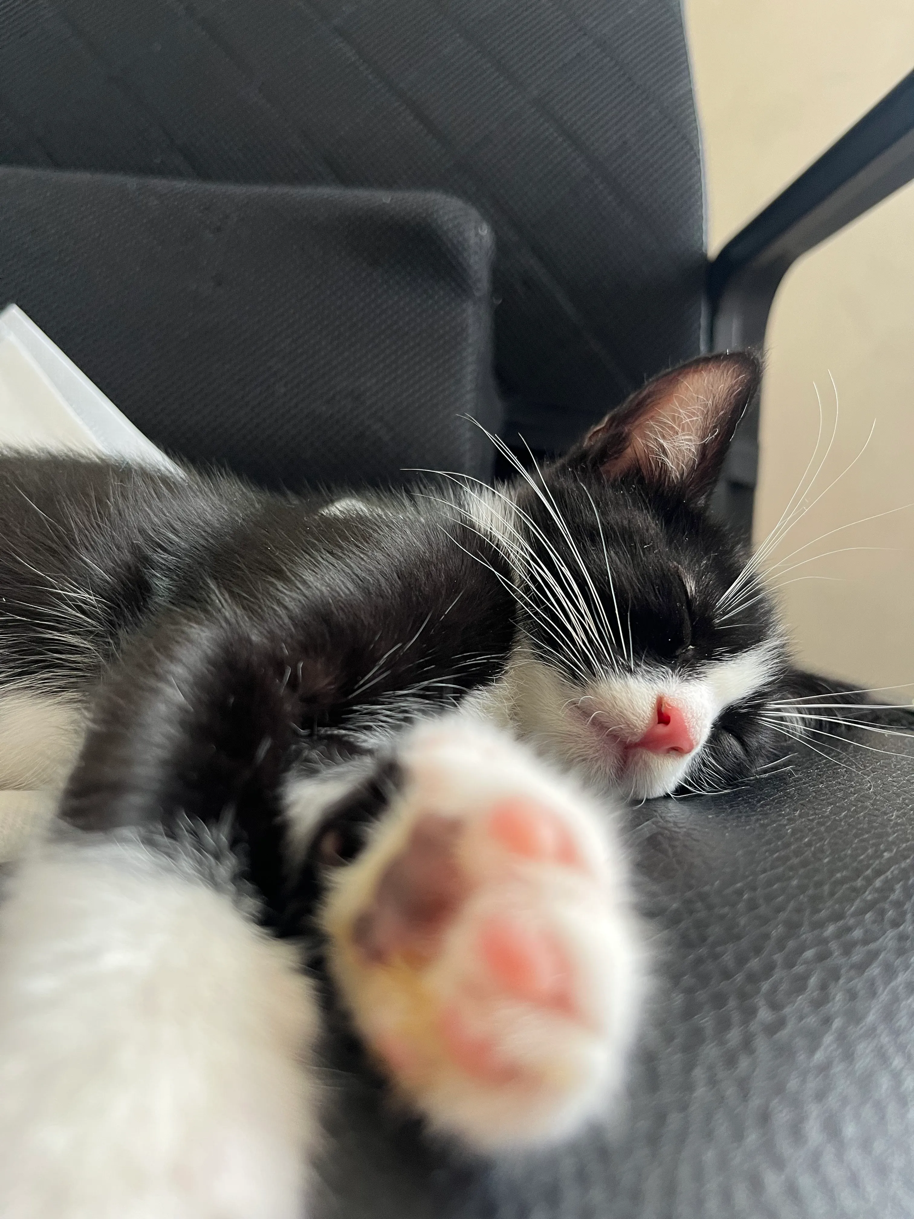 Chat curieux