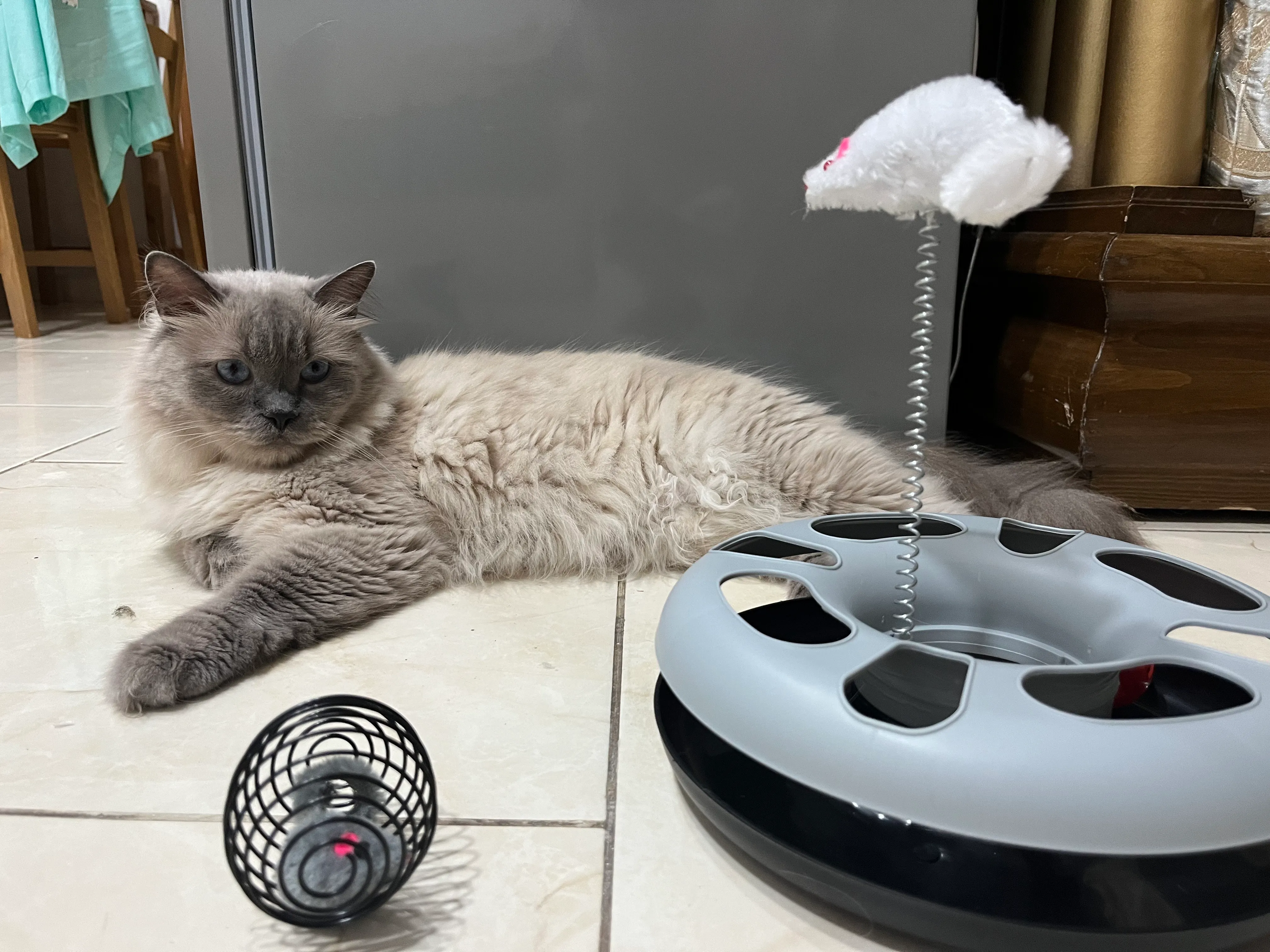 Chat mignon