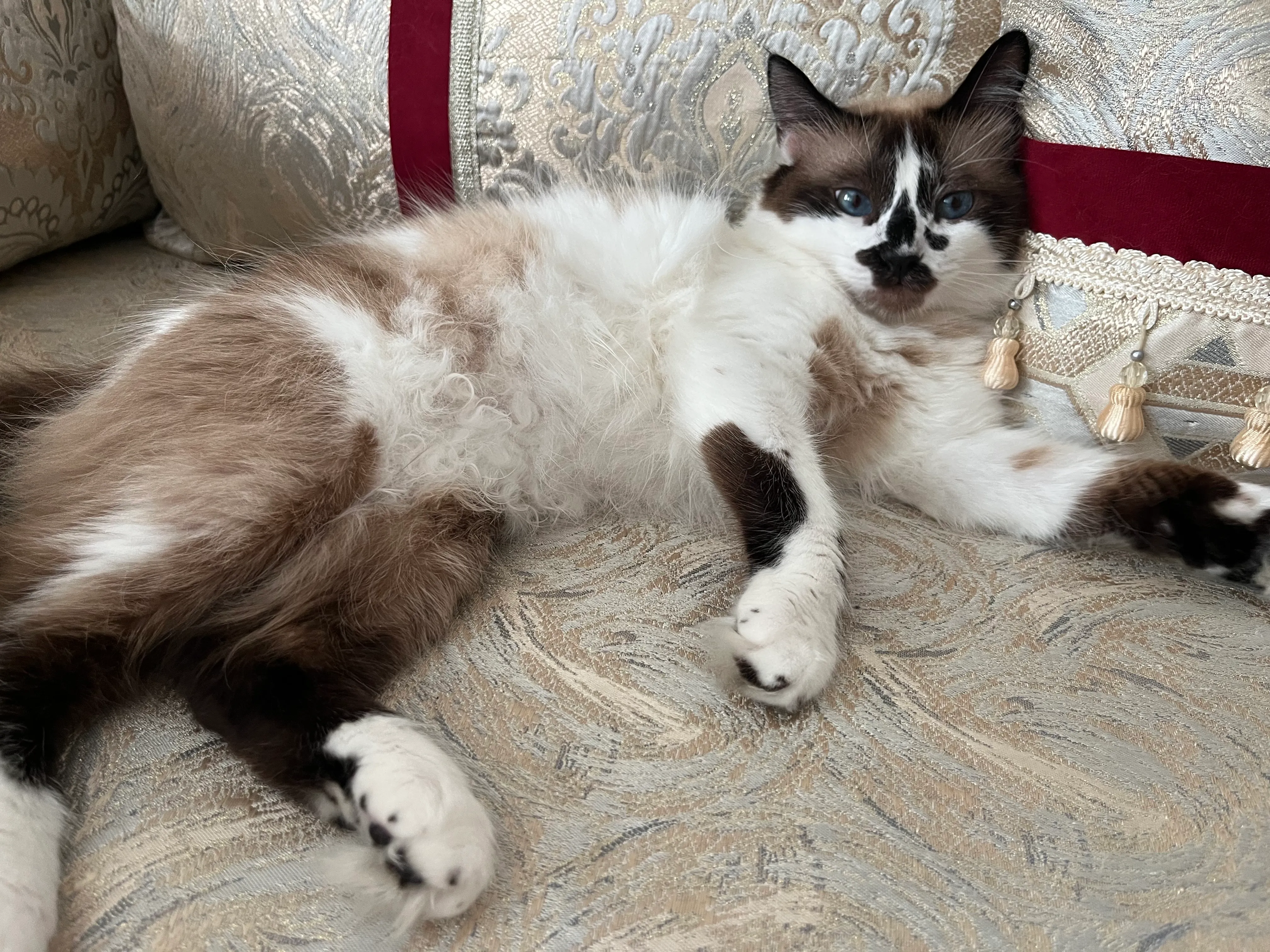 Chats heureux