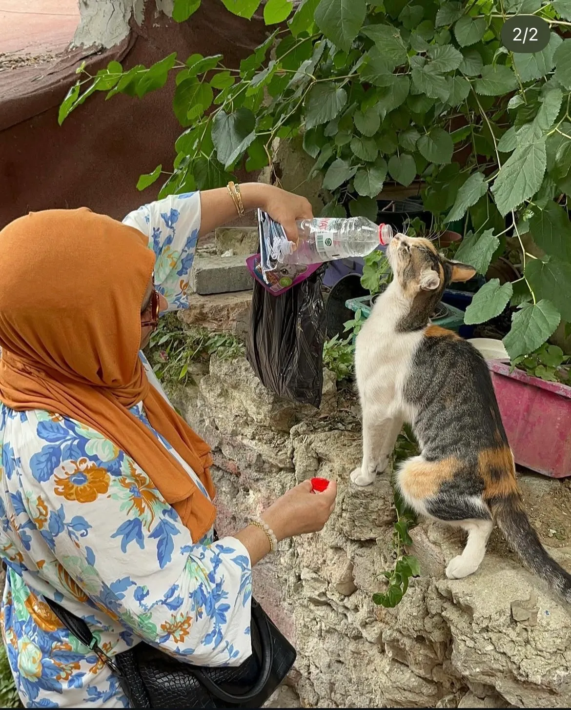 Khalti avec les chats